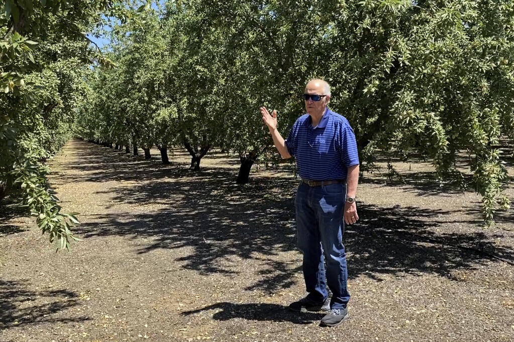 Jim Jasper, owner of Stewart & Jasper Orchards, stands in an almond orchard owned by one of his clients in Newman, Calif., on July 20, 2021. (AP Photo/Terry Chea)