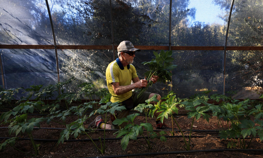 Mike Benziger harvests Ashitaba at his Glentucky Farm in Glen Ellen on Friday, Oct. 27, 2023. (Kent Porter / The Press Democrat, 2023)