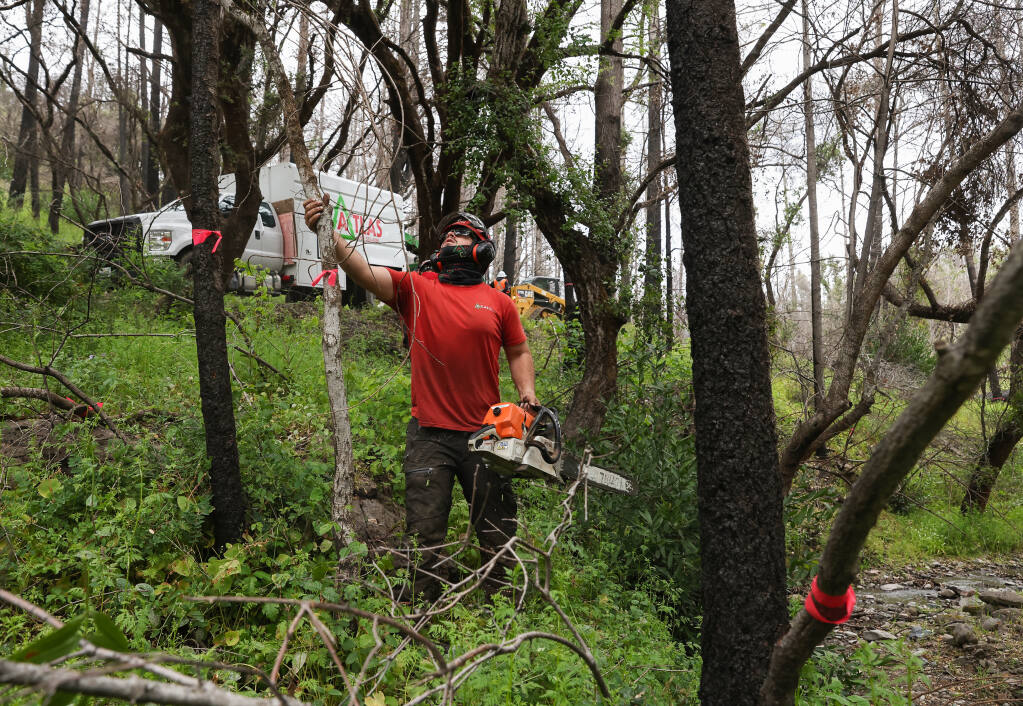 Michael Palumbo, of Atlas Tree, works on removing dead and damaged trees to create a defensible space around a home near St. Helena Road northeast of Santa Rosa on Thursday, April 21, 2022.  The Sonoma County Board of Supervisors approved $3.8 million to fund grants for a number of community-led vegetation management projects.  (Christopher Chung/ The Press Democrat)