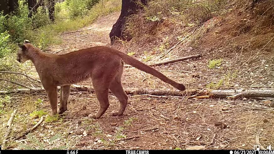 A mointain lion, picked up on a Sugarloaf Ridge State Park trail camera, is one of the animals who relies on a wildlife corridor from Sonoma Mountain to the Mayacamas.