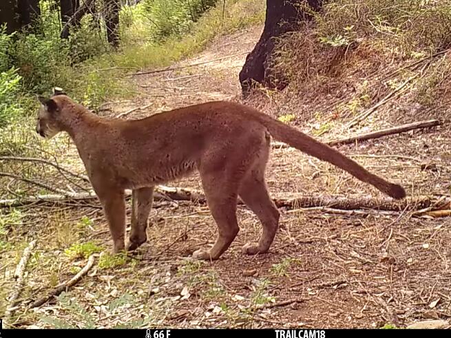 This screenshot from a Sonoma County Regional Parks video shows a mountain lion called P3 in Sonoma Valley on June 21, 2021. (Sonoma County Regional Parks/Facebook)