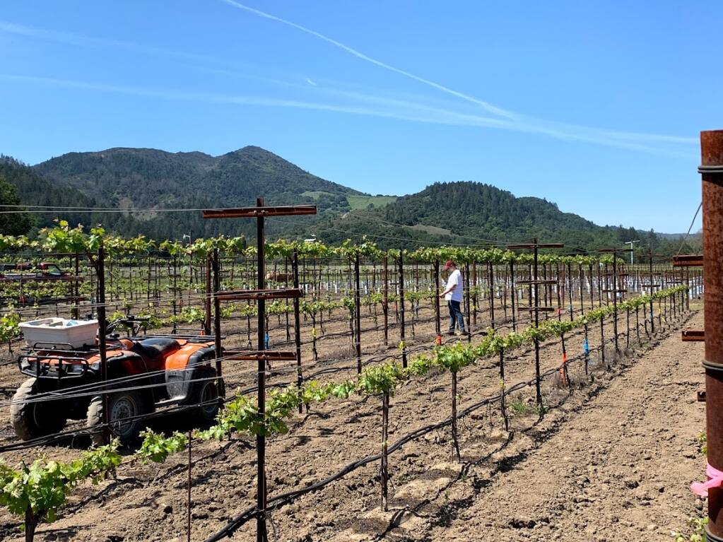 This experimental vineyard at the UC Davis Oakville Research Station is testing different types of grapevine trellis systems to see which may work best to protect grapes from the extreme heat that comes with climate change. Systems that are higher off the ground protect grapes and still maintain color and quality. (courtesy of UC Davis)