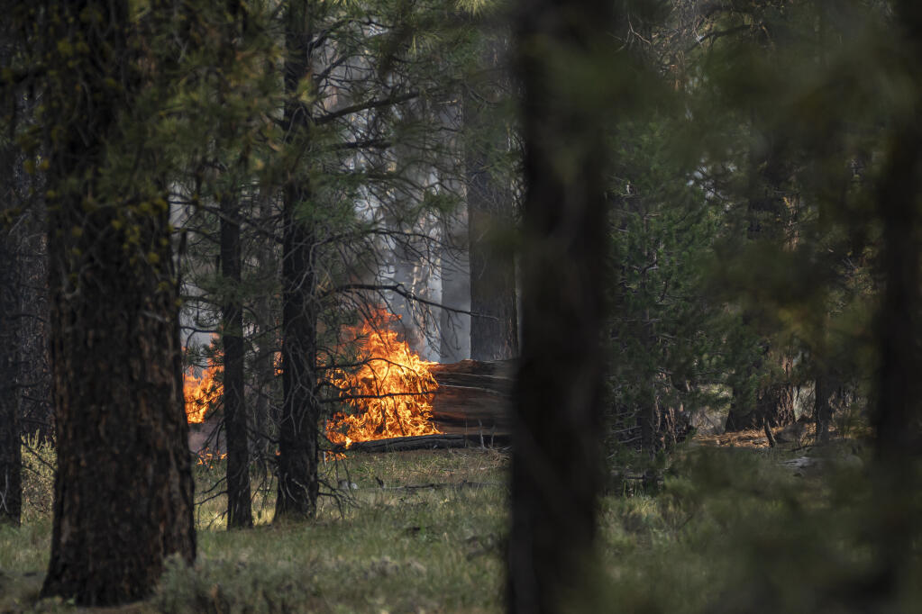 Spot fires burn near trees damaged by the Bootleg fire on Thursday, July 22, 2021, in Paisley, Ore. (AP Photo/Nathan Howard)