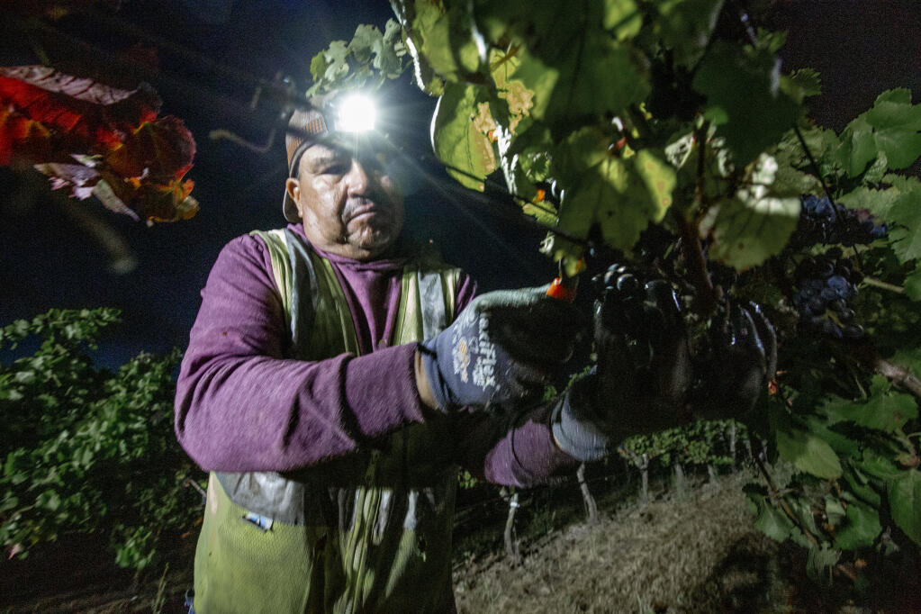 The Valley’s grape harvest has begun. Vineyard workers at the Gloria Ferrer Caves and Vineyards on Arnold Drive work speedily to bring in the the crop of pinot noir on Wednesday, August 10, 2022.These grapes will be crushed to make sparkling wine. (Robbi Pengelly/Idex-Tribune)
