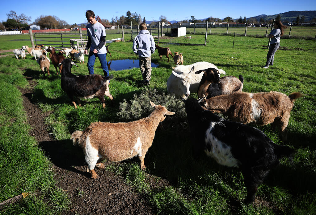 From left, Clay McDonell, brother Leo and Wilder Larrain watch as goats chomp on a Christmas tree that was dropped off for goat tree-cycling at a ranch in west Santa Rosa, Friday, Dec. 31, 2021. (Kent Porter / The Press Democrat) 2021