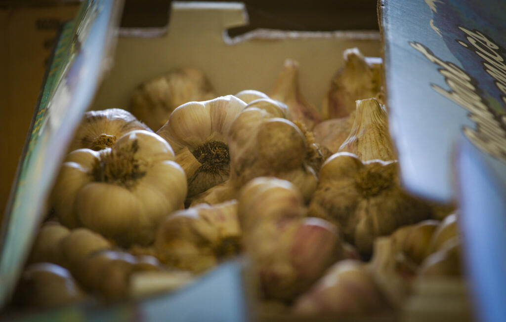 October is the month to plant garlic. (CRISSY PASCUAL/ARGUS-COURIER STAFF)