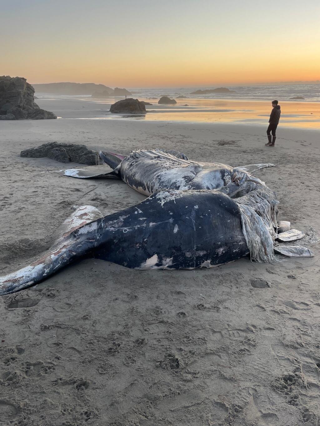 A juvenile male humpback whale, the second one in six weeks, washed ashore Saturday on the northern edge of Fort Bragg. Representatives from the Noyo Center for Marine Science, working as designees of the California Academy of Sciences and the National Oceanic and Atmospheric Administration's West Coast Stranding Network, conducted a necropsy of the decomposing animal but found no immediate evidence pointing to a cause of death. All activities covered by NOAA MMHSRP permit # 18786-06. (Noyo Center for Marine Science)