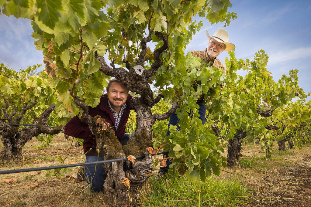 When Joel Peterson, right, discovered that ancient vines planted in 1888 were going to be removed and replanted with cabernet sauvignon, he swooped in and purchased 152 acres of them. Now his son, Morgain Twain-Peterson, left, produces wines from the ancient vines with Bedrock Wine Co. while Joel uses some of the grapes in his Once and Future Wine label. (John Burgess/The Press Democrat)