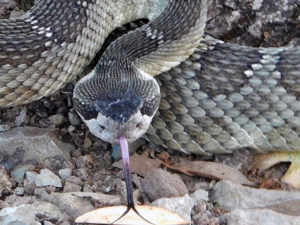 A rattlesnakes head is triangular in shape. Note the two sensory pits on either side of the mouth. (Jeanne Wirka)