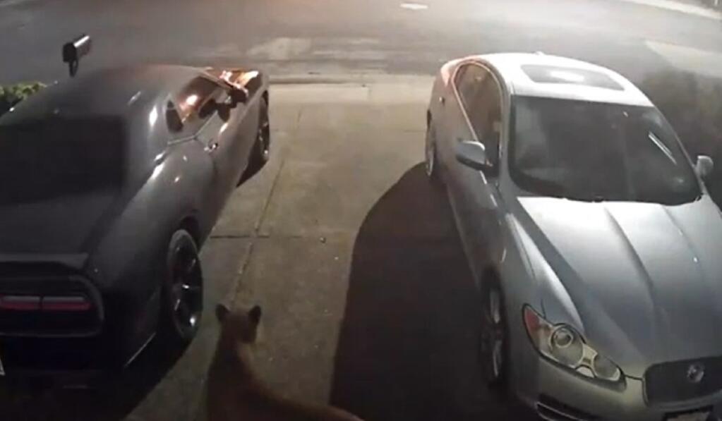 This screenshot from a security camera video captures a mountain lion walking through the driveway of a Rohnert Park residence, Saturday, Feb. 1, 2023. (Vanessa Denison)