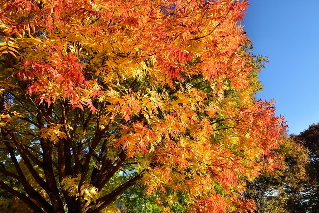 Chinese pistache make beautiful street trees on wider parkways with dazzling fall color. (Tonic Ray / Shutterstock)