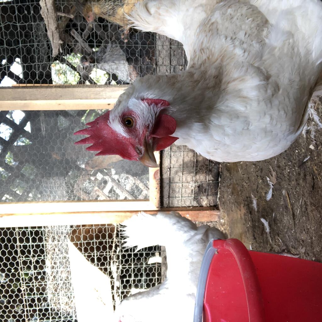 ISOThrive aims to help chickens’ digestive tracts. Photo courtesy of ISOThrive