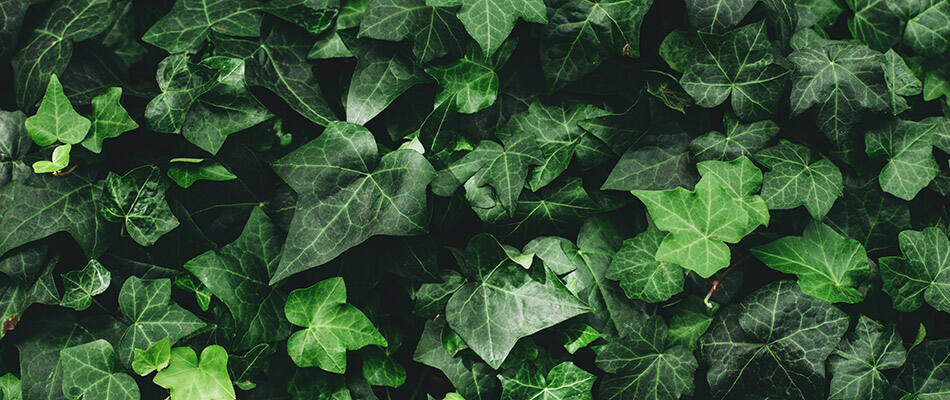 English ivy is toxic to humans and many animals. Stock photo.