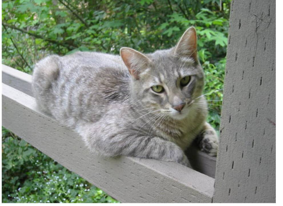 Dale, a gray and white short-haired male cat, with green eyes, was killed Friday, Feb. 18, 2022, by two roaming dogs. Dale’s owners say the dogs came onto their property near Santa Rosa's Proctor Terrace neighborhood and attacked the cat. (Matt Malik and J. Mullineaux)