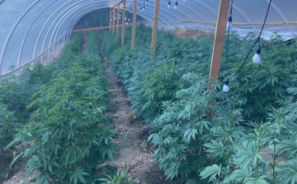 Sonoma County sheriff’s investigators discovered about 750 marijuana plants on Seaview Road near Fort Ross on  Thursday, June 3, 2021. (Sonoma County Sheriff’s Office)