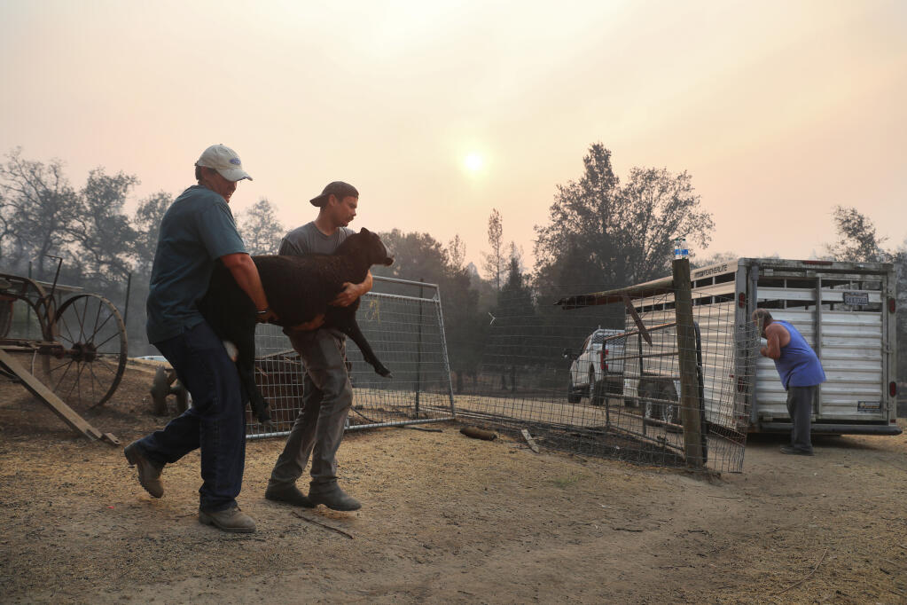 Amy Niles, left, and Dante Particelli rescue a sheep from burned property belonging to the Niles' family on Mund Road near St. Helena on Tuesday, Sept. 29, 2020.  (Christopher Chung / The Press Democrat)
