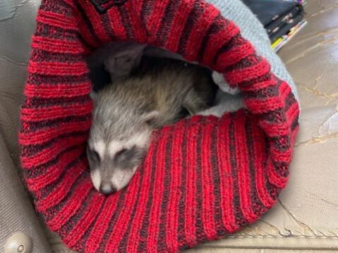 The Sonoma County Sheriff’s Office said its detectives found a baby raccoon on the passenger seat of a car in Santa Rosa on Monday, May 9, 2022. (Sonoma County Sheriff’s Office / Facebook)