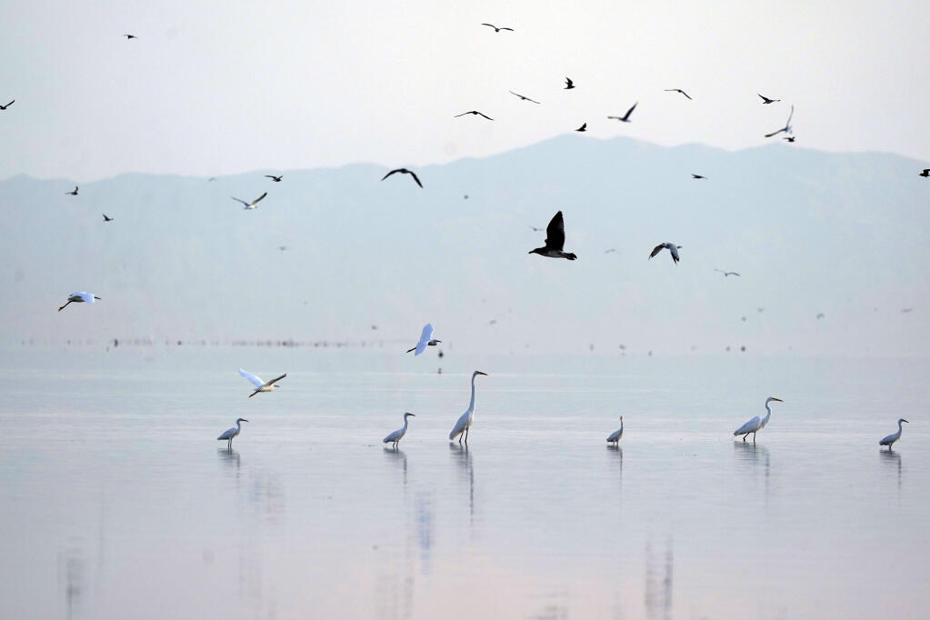 FILE - Birds take flight in the Salton Sea on the Sonny Bono Salton Sea National Wildlife Refuge on July 15, 2021, in Calipatria, Calif. The federal government said Monday, Nov. 28, 2022, it will spend $250 million over four years on environmental cleanup and restoration work around the Salton Sea, a drying Southern California lake that's fed by the depleted Colorado River. (AP Photo/Marcio Jose Sanchez, File)