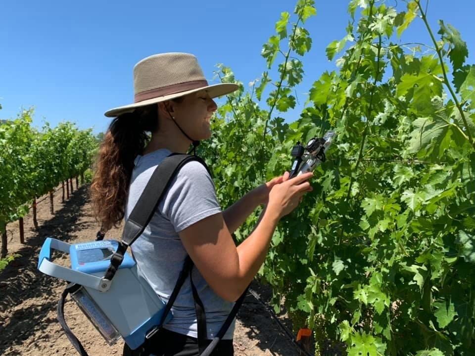 UC Davis graduate student measure photosynthesis on Cabernet Sauvignon grapevines. (Kaan Kurtural/UC Davis photo)