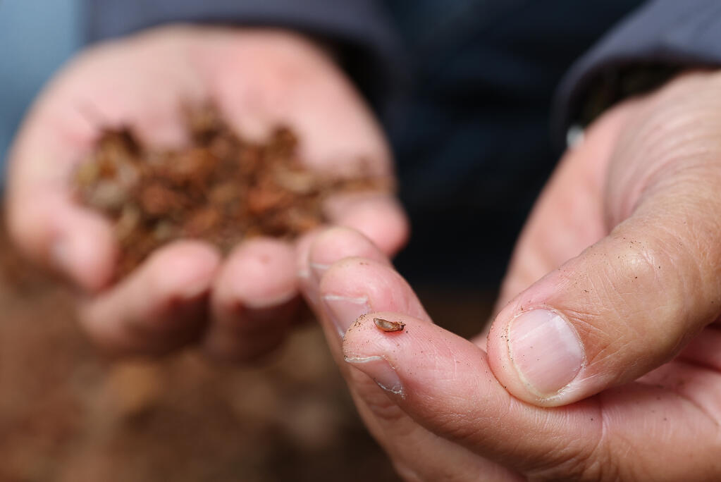 Brook Edwards, park program supervisor for Sonoma County Regional Parks, holds a redwood seed from a cone in Armstrong Redwoods State Natural Reserve on Friday, May 6, 2022. (Christopher Chung/ The Press Democrat)