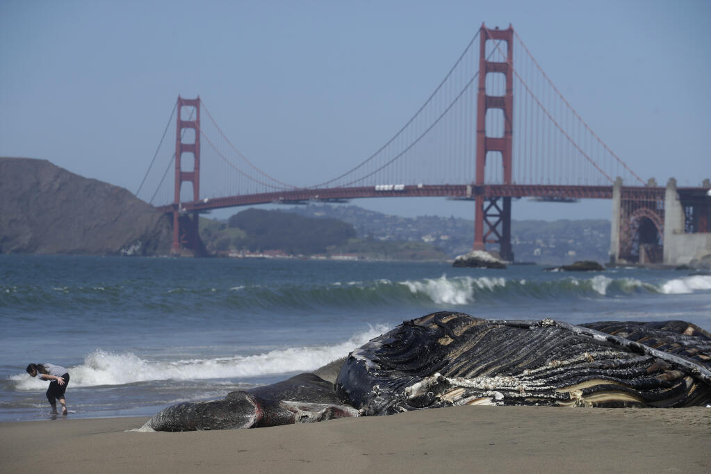 FILE - In this Tuesday, April 21, 2020, file photo, a dead humpback whale is shown in front of the Golden Gate Bridge at Baker Beach in San Francisco. A fifth dead whale has been discovered in less than a month around San Francisco Bay. The whale was discovered near Fort Funston on Friday, April 23. A cause of death has yet to be determined. April is the beginning of the gray whale's northern migration, so finding dead whales near the bay is not unusual, but experts were especially concerned when, a few weeks ago, four dead whales were found in the span of nine days. (AP Photo/Jeff Chiu, File)