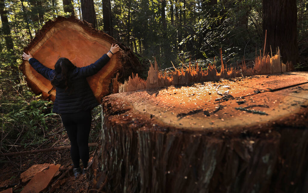Sara Rose takes an impromptu measurement of a felled redwood tree in the The Red Tail Timber Harvest Plan (west) located in the Jackson Demonstration State Forest, Tuesday, Feb. 15, 2022. (Kent Porter / The Press Democrat)