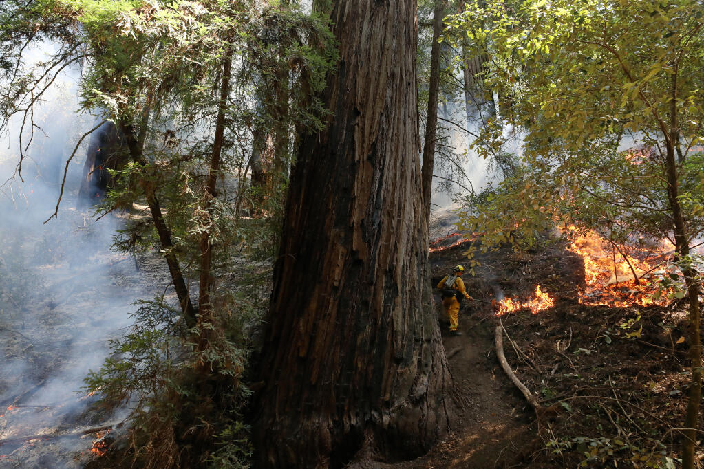 A Santa Rosa firefighter works to manage flames from the Walbridge fire and protect an old-growth trees at Armstrong Redwoods State Natural Reserve in Guerneville on Tuesday, Aug. 25, 2020. (Beth Schlanker / The Press Democrat)
