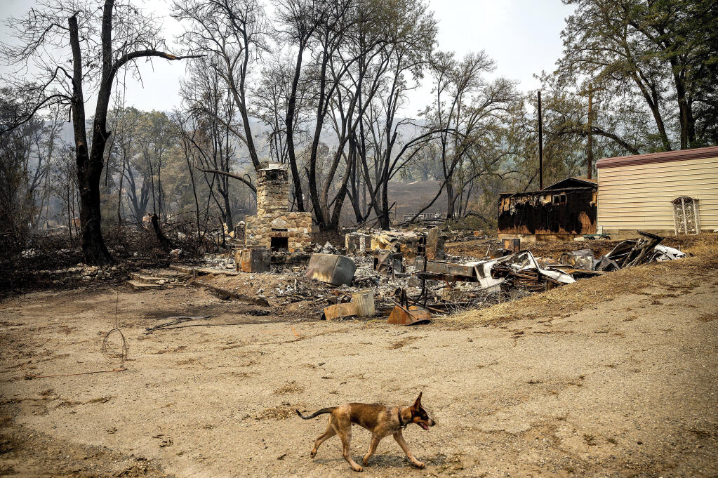 Timber walks past the remains of a lodge that burned in the McKinney Fire, Tuesday, Aug. 2, 2022, in Klamath National Forest, Calif. The property owner, whose adjacent home survived the blaze, was surveying damage. (AP Photo/Noah Berger)