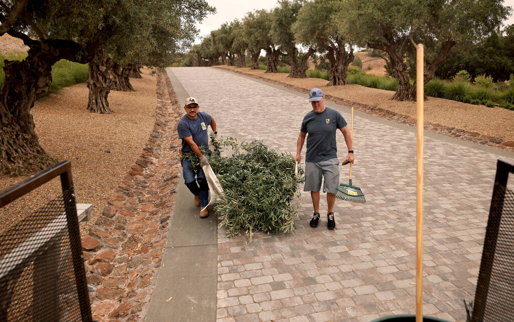 Lorenzo Hernandez, left, and Jeff Allen of Allen Land Design, remove olive tree clippings from a drought tolerant garden at Chalk Hill Estate Vineyards in Windsor, Tuesday, June 22, 2021. (Kent Porter / The Press Democrat)