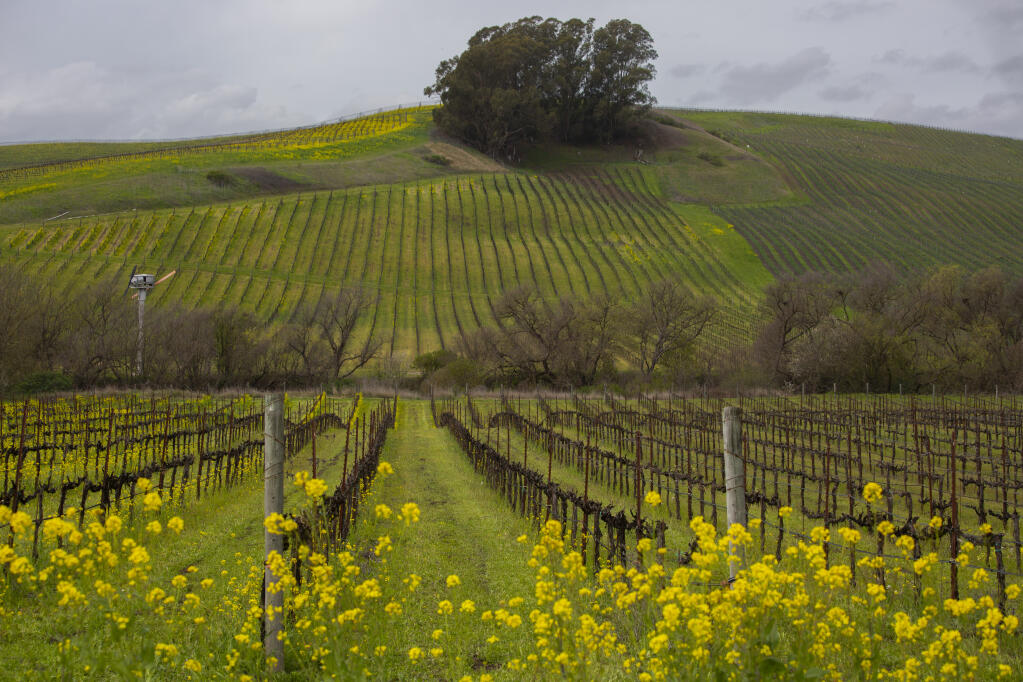 Mustard blossoms in the vineyards on Ramal Road on Wednesday, March 17, 2021. (Photo by Robbi Pengelly/Index-Tribune)