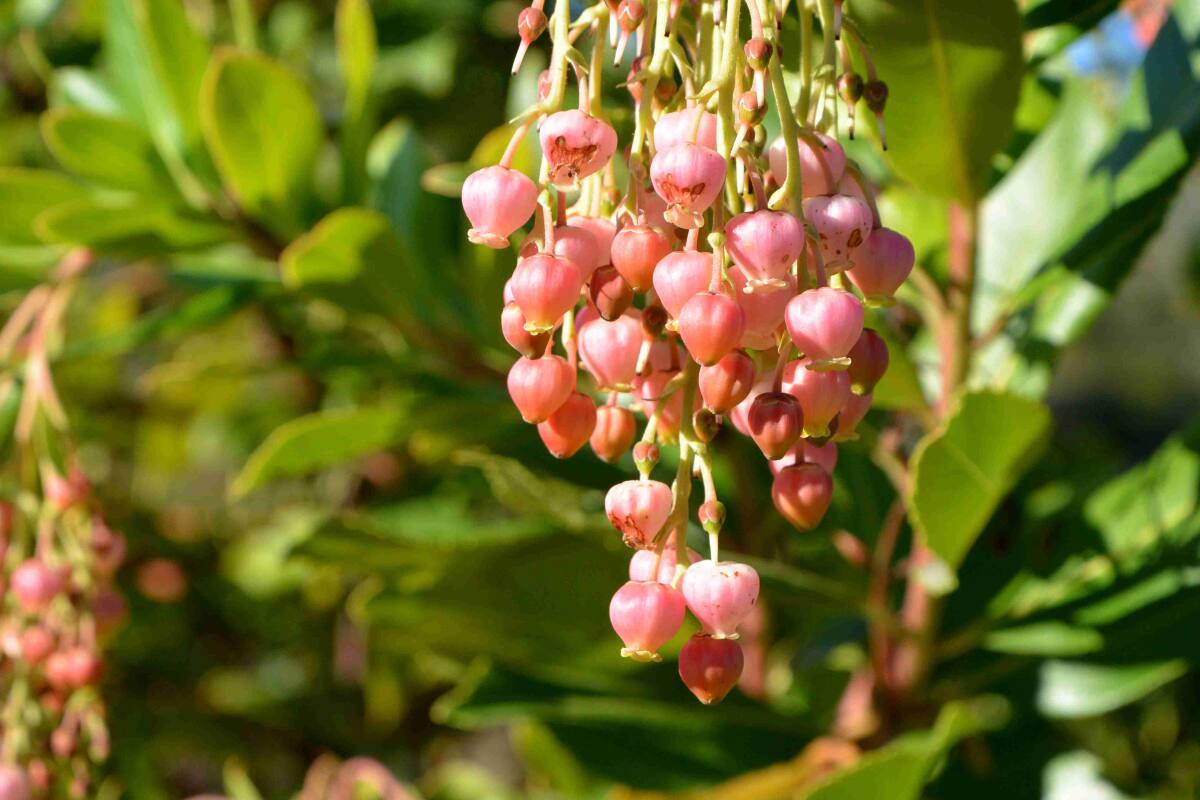 Landscaping lessons from nature