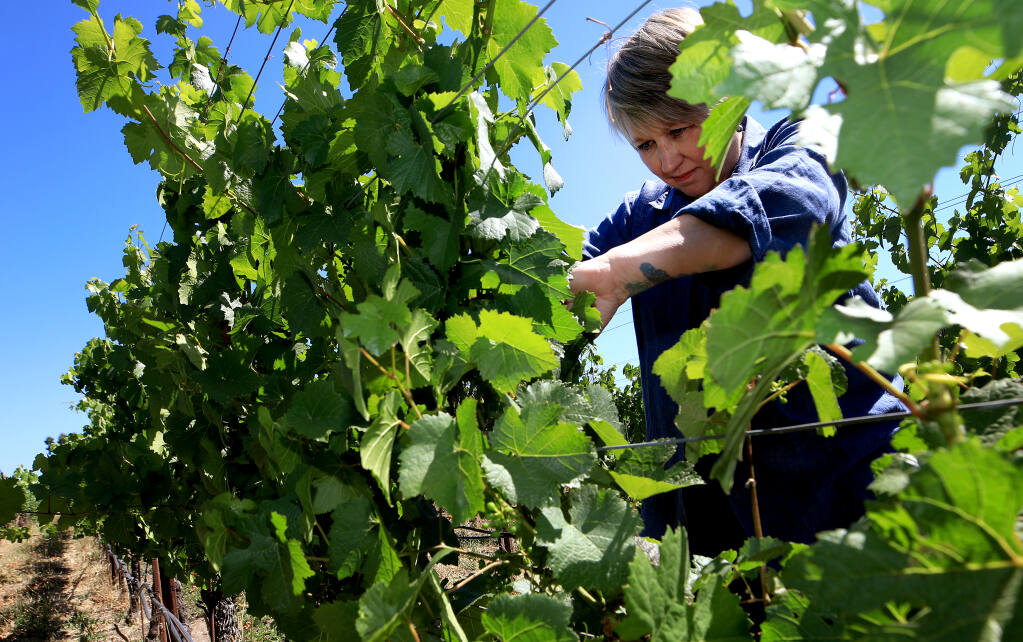 Kathleen Inman begins to pull frost-damaged pinot clusters, Thursday, July 14, 2022, at Inman Family Wines in Santa Rosa.   (Kent Porter / The Press Democrat)