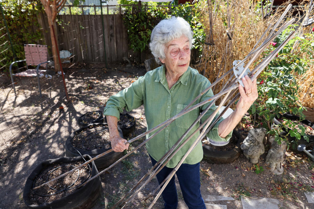 Glenys Johnson of Enchanting Sweet Peas show how to insert bamboo poles into a teepee ring to make a teepee trellis for sweet pea vines. (Christopher Chung / The Press Democrat)
