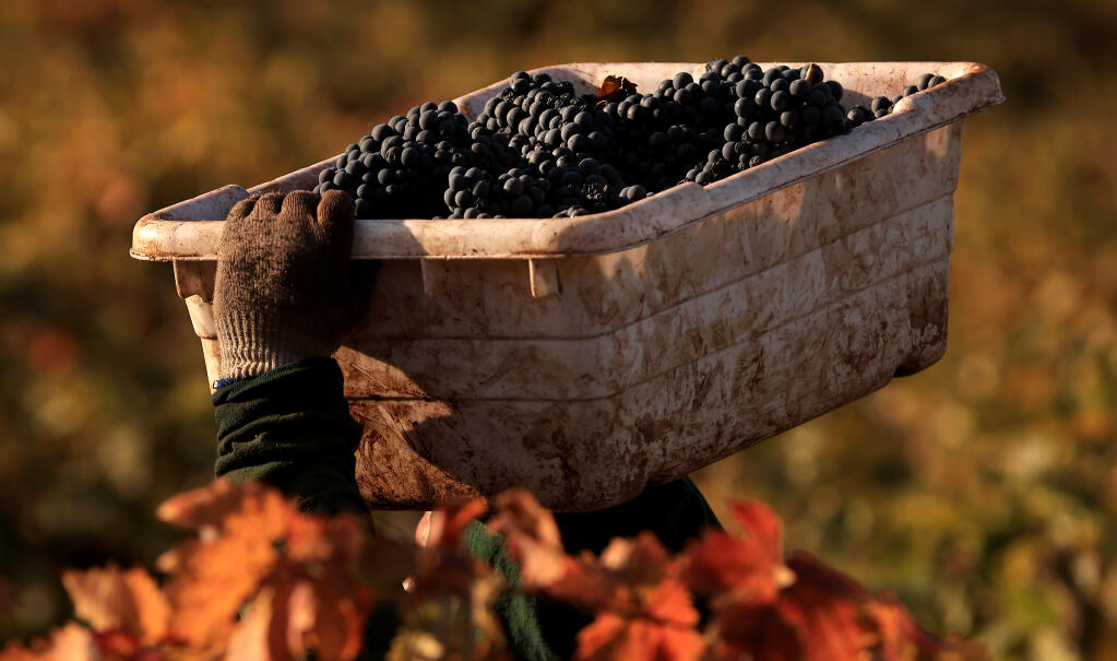 At Wildwood Vineyards in Kenwood, old vine zinfandel grapes are brought in at sunrise, Thursday, Nov. 2, 2023.  (Kent Porter / The Press Democrat) 2023