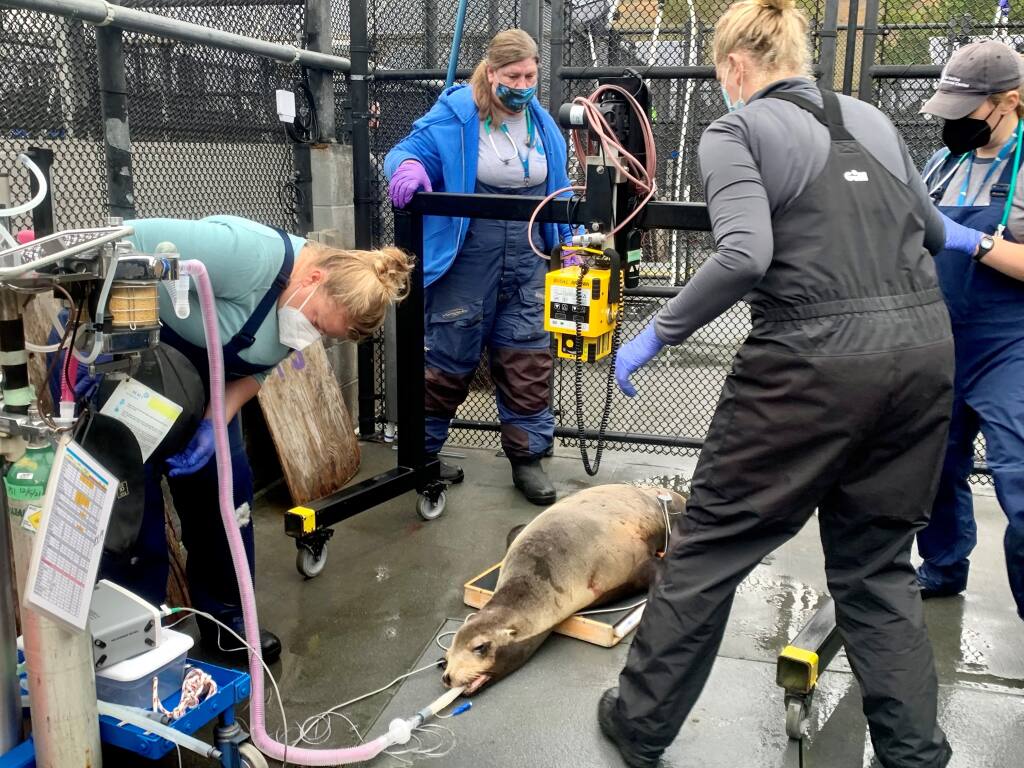 Veterinary experts at The Marine Mammal Center’s hospital in Sausalito, California, with Dr. Cara Field in the blue top, perform aradiograph exam on California sea lion Bottlecap under an esthesia on April 13, 2022. The patient was successfully released back to the wild after being treated for parasitic disease known as sarcocystis. Photo by Giancarlo Rulli