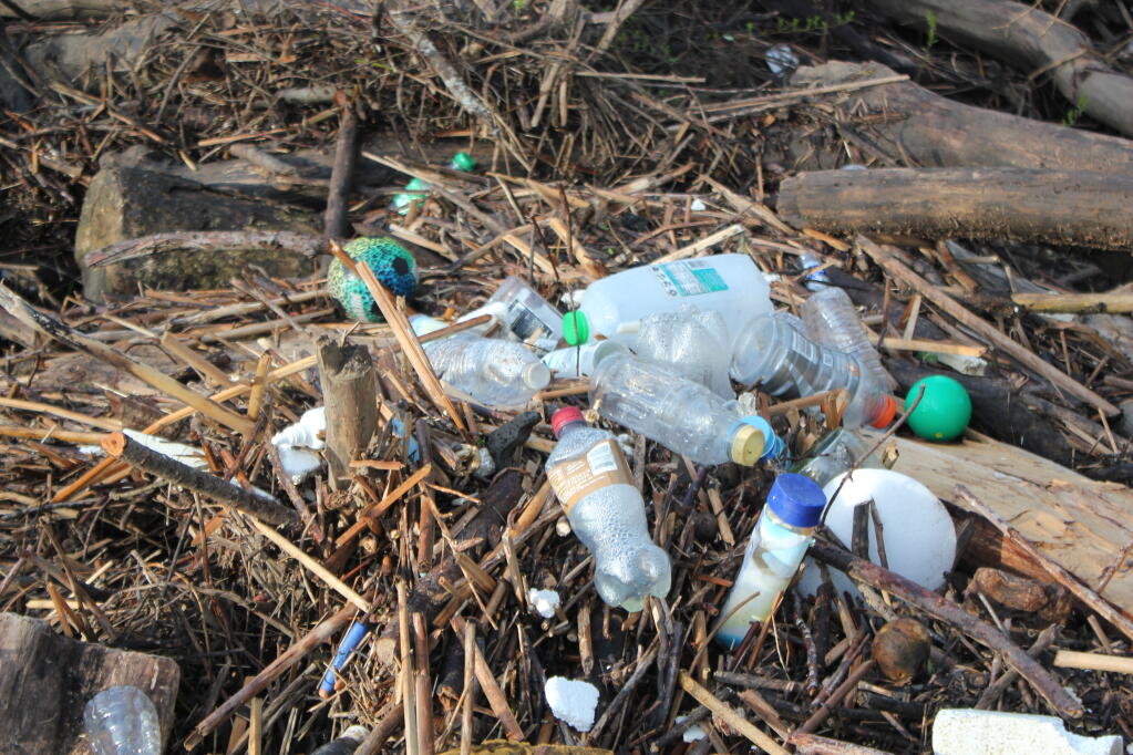The banks of the west section of Santa Rosa Creek is a hotspot for plastic pollution in Sonoma County. Ezra Wallach photo.