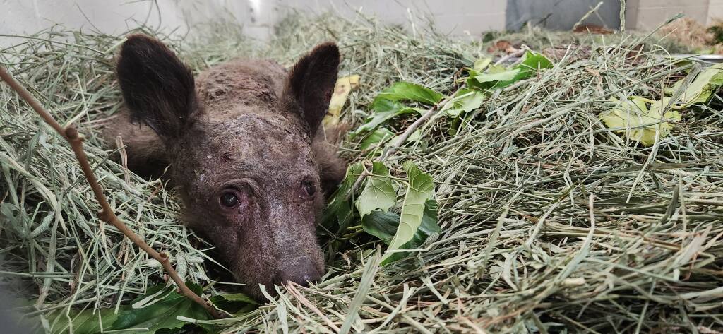 Orphaned bear cub brought to Oakland Zoo's Veterinary Hospital after being found wandering Lake Tahoe. (Submitted)