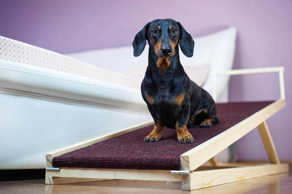 The Napa builder created ramps for more than two dozen dogs and their people, free of charge. (Shutterstock)