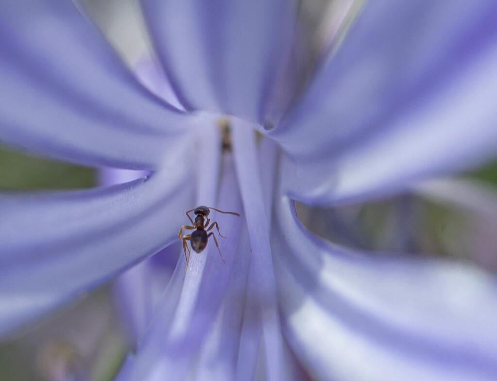 An Argentine carpenter ant transverses an agapanthus bloom at the food forest garden at Petaluma’s Cavanagh Recreation Center, overseen by Daily Acts. (Chad Surmick / The Press Democrat)