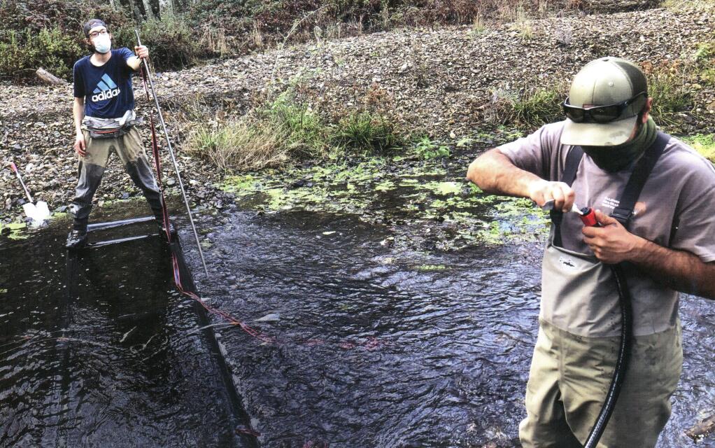 CalTrout worked with the US Army Corps of Engineers and California Department of Fish and Wildlife at two release locations on Walker Creek, in Marin County, to install PIT antennas to monitor the migration and spawning habits of coho salmon. (CalTrout)
