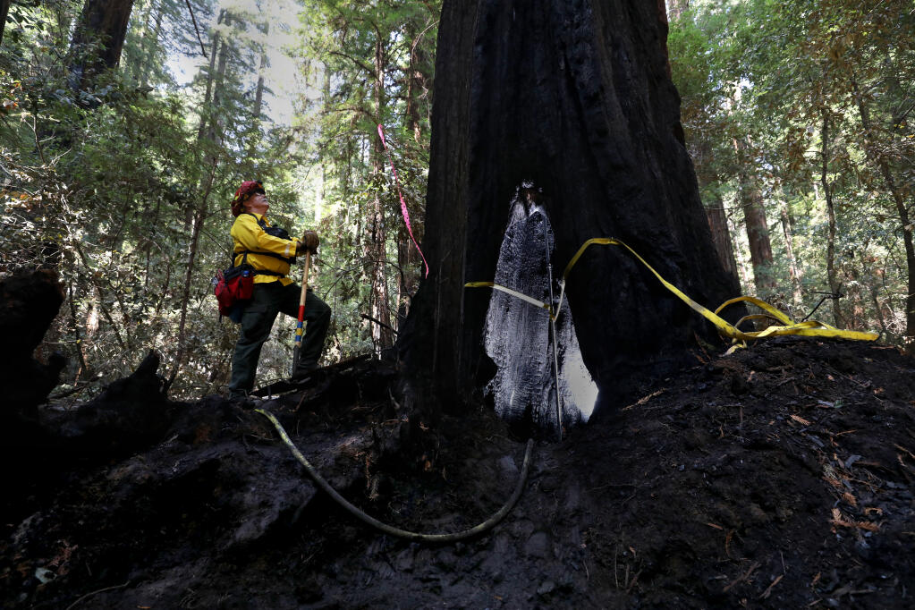 Retired California State Park Ranger Allan Wiegman looks up at a large redwood tree that he worked to save by installing a sprinkler inside it after the hollow interior of the tree caught fire. Photo taken at Armstrong Redwoods State Natural Reserve in Guerneville on Monday, Aug. 31, 2020. (Beth Schlanker / The Press Democrat)
