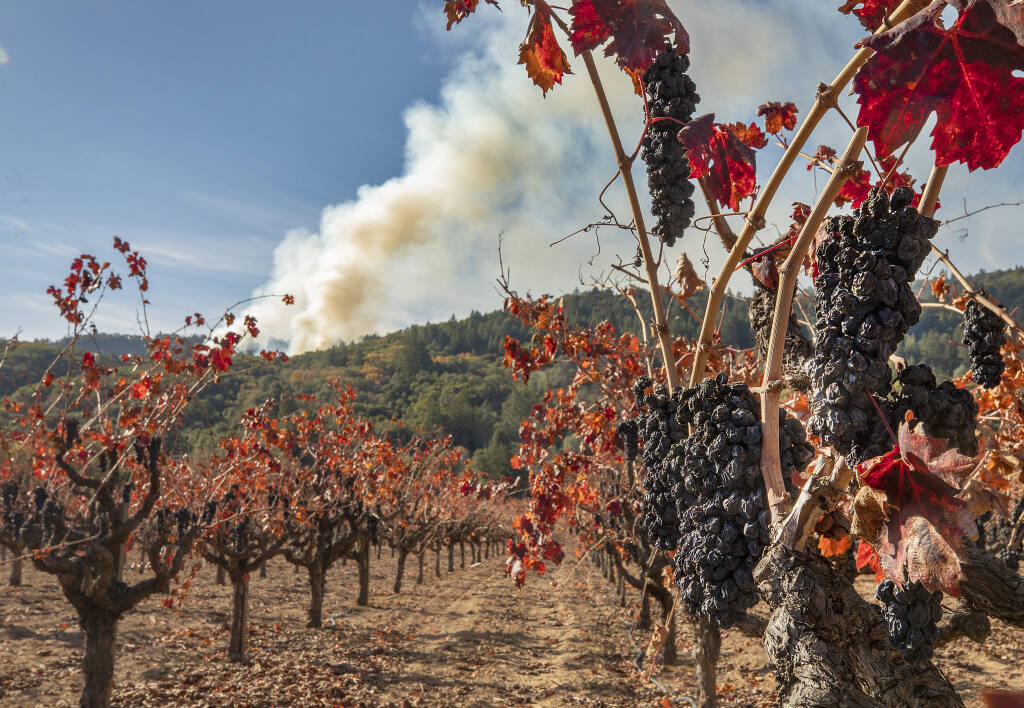 Unpicked grapes left on the vine after smoke damage from the August Walbridge fire in the Dry Creek Valley where an 11-acre prescribed burn sends up a column of smoke in the hills above on Thursday, Dec. 3, 2020.  (John Burgess / The Press Democrat)