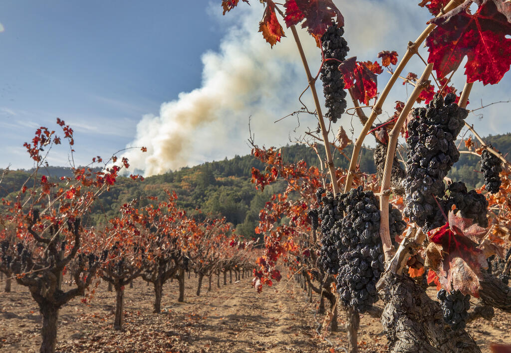 Unpicked grapes left on the vine after smoke damaged from the Walbridge Fire in the Dry Creek Valley where an 11-acre prescribed burn sends up a column of smoke in the hills above the Dry Creek Valley, Thursday, Dec. 3, 2020.  (John Burgess / The Press Democrat file)