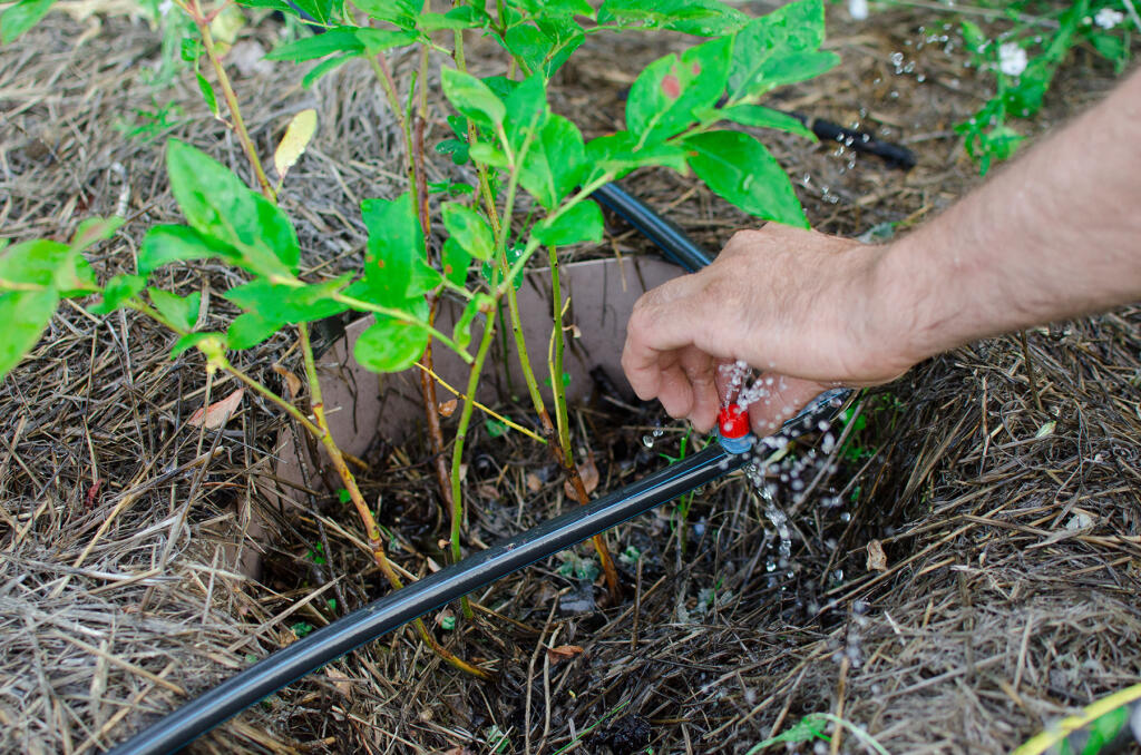 Repair or replacement of a dropper for watering. Close-up of a drip irrigation system. Water-saving drip irrigation system used in the organic garden. (Shutterstock)