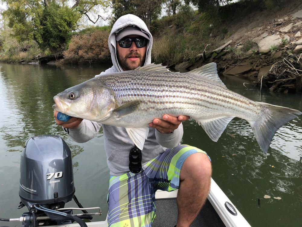 Sonoma's resident fly-fishing guide Patrick MacKenzie takes anglers out on the Napa River, the Bay, and local lakes.  He specializes in finding hard-fighting striped bass like the one he is holding in this photo.