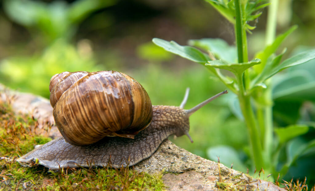 There are many ways to get rid of slugs and snails that don’t involve poison. (Fo_De/Shutterstock)