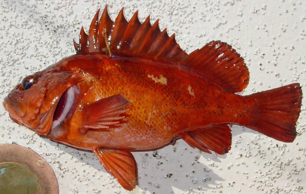 Copper rockfish. Ed Roberts/CDFW photo.