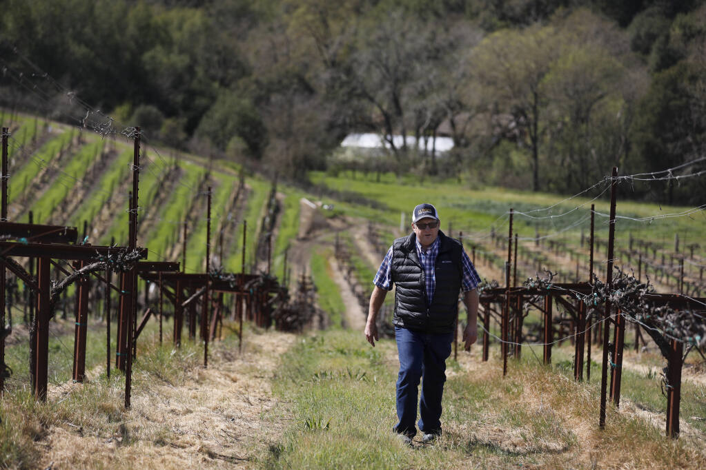John Bucher of Bucher Wines walks through a vineyard of sauvignon blanc grape vines just before the start of bud break in Healdsburg, Calif., on Wednesday, March 16, 2022. (Beth Schlanker/The Press Democrat)