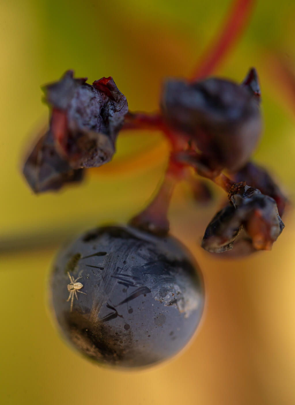 A spider finds an unpicked grape in the historic Cohn Vineyard near Healdsburg. (Chad Surmick / The Press Democrat file)