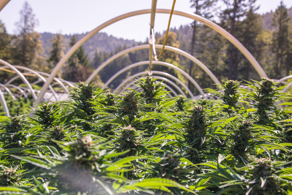 A close up of the marijuana farm industry. Stock photo.